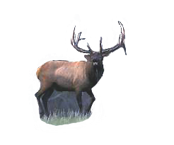 Bull Elk Call Hunting